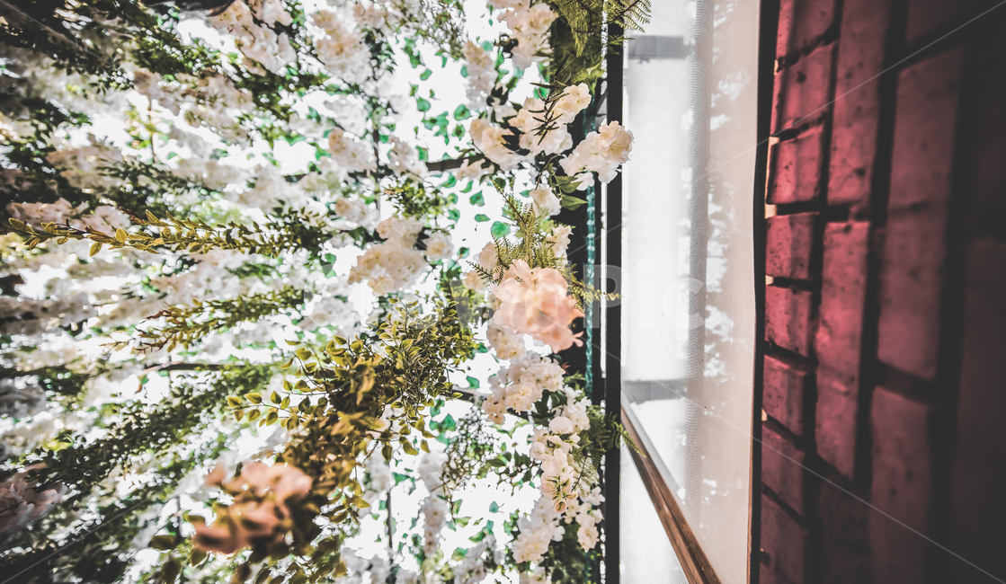 plant,식물,flower,blossom,rose,장미,식물원,벽돌,로우앵글,꽃,역광
