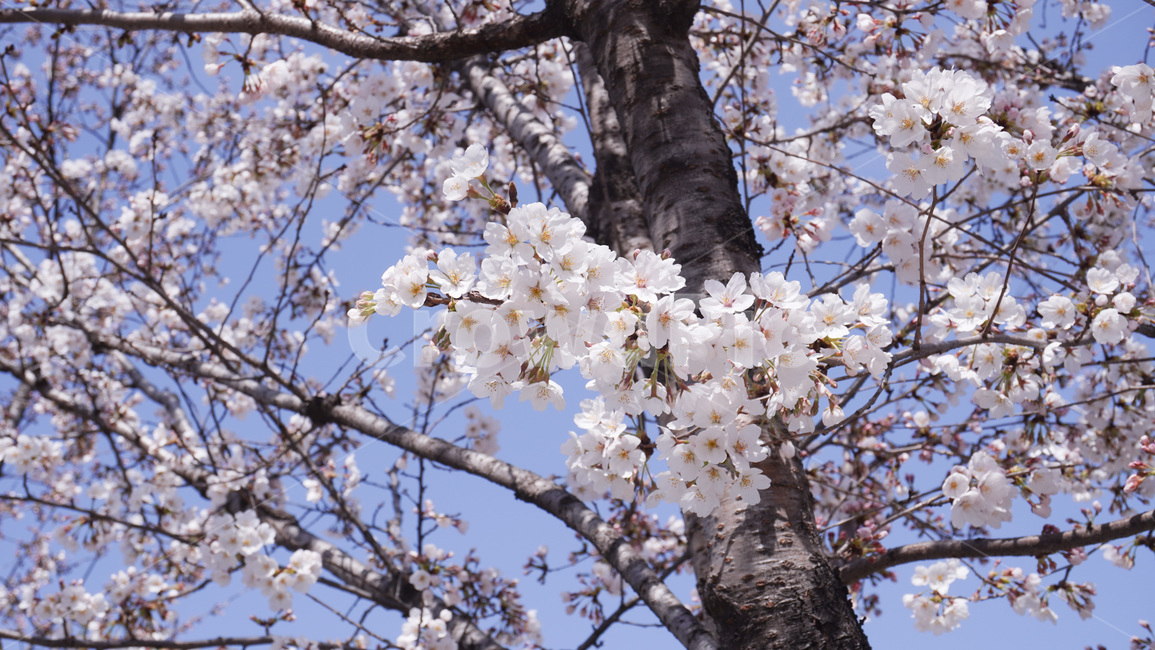 벚꽃,봄,spring,flower,꽃,plant,식물,blossom