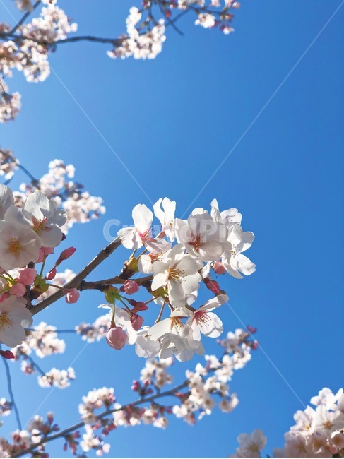 식물,꽃,벚꽃,자연,봄,plant,flower,cherryblosdom,spring