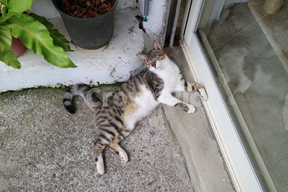 고양이,길고양이,고양이마을,대만고양이,taipei,동물,animal,포유류,mammal,고양이,cat,kitten,kitty