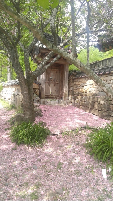 겹벚꽃,선암사,자연,풍경,낙화,순천,꽃