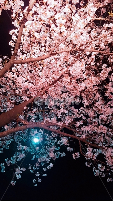 꽃,벚꽃,봄,spring,cherryblossoms,축제,꽃잎,봄,계절,spring,season,야경,밤,풍경,nightscape,night,landscape,식물,자연,plants,nature,꽃,flower,나무,trees,wood,plant,blossom,cherry blossom
