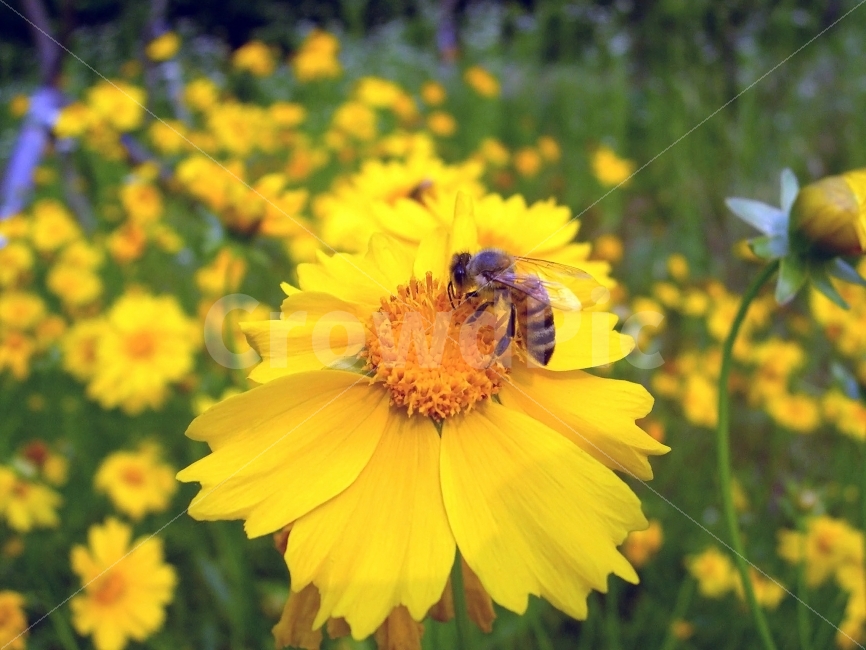 금계국,벌,꽃,야생화,꿀벌,flower,goldencoreopsis,자연,nature,식물,bee,식물,자연,plants,nature,꽃,flower,동물,animal,곤충,벌레,insect,bug