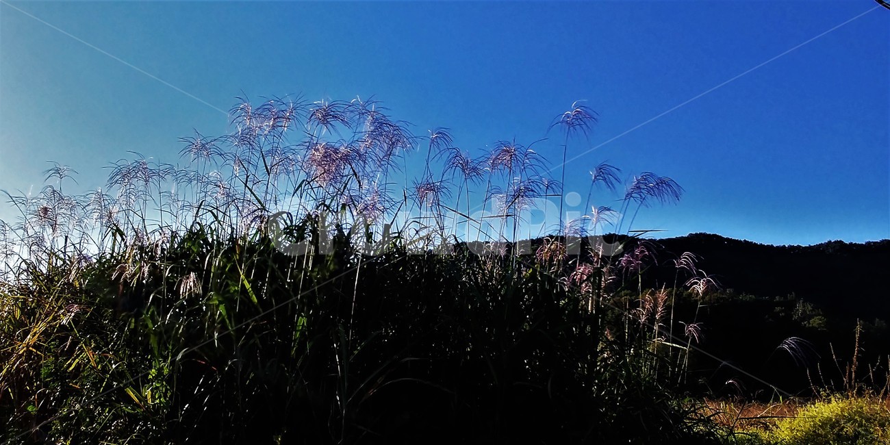 억새,해질녘,가을풍경,한국풍경,풍경,자연,자연,풍경,nature,landscape,grass,잔디,plant,식물,lawn,reed,갈대