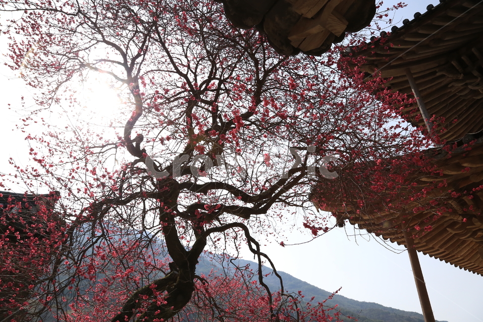 구례화엄사,각황전흑매화,매화,꽃,봄,봄,계절,spring,season,한국전통,한국문화,korean traditional,korean culture,식물,자연,plants,nature,나무,trees,wood,건축물,건물외관,exterior,building,structure,architecture,construction,tree,plant
