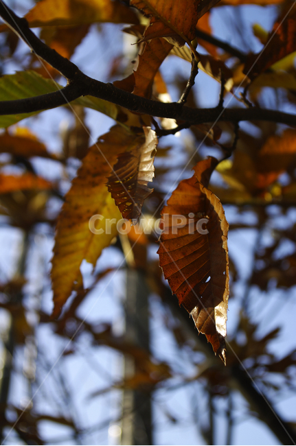 나무,가을,잎,식물,plant,밤나무,가을,계절,fall,autumn,season,veins,정맥,leaf