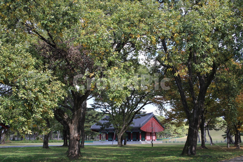 숲,경주,오릉,나무,초록색