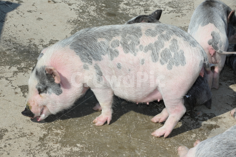 돼지,애기돼지,ㄷ애기돼지,돈,돼지화분,도야지,동물,animal,포유류,mammal