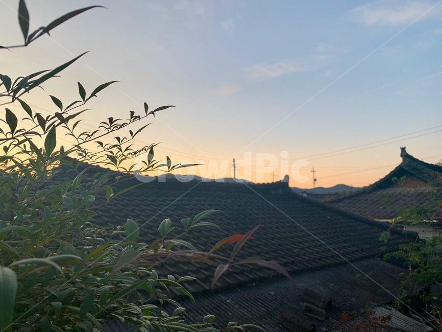 지붕,roof,outdoor,plant,식물