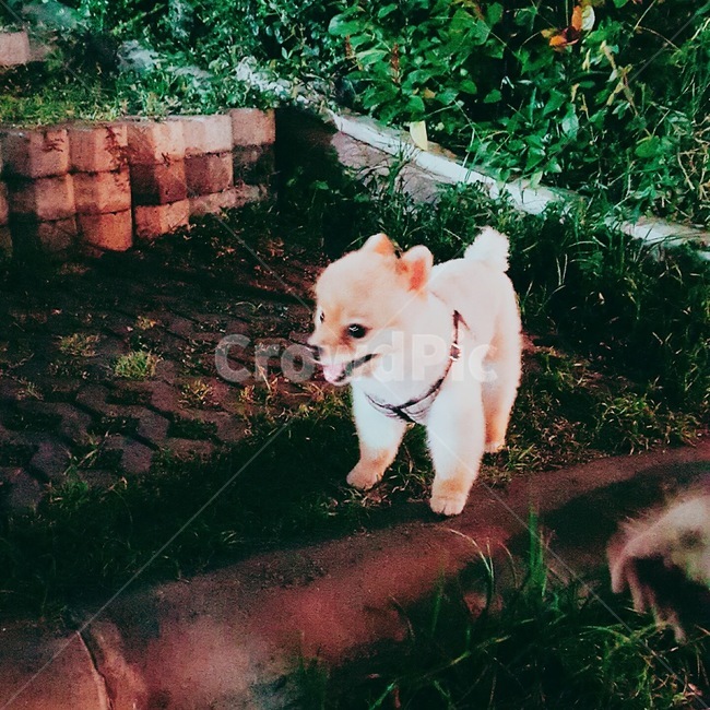 강아지,스피츠,개,반려견,반려동물,동물,동물,animal,포유류,mammal