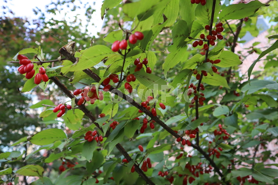 가을,산수유,열매,나무,빨간열매,식물,자연,plants,nature,과일,열매,fruit