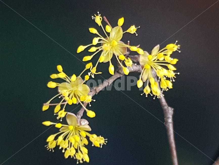 개나리,꽃,봄꾳,봄의전령,노랑꽃,식물,자연,plants,nature,꽃,flower
