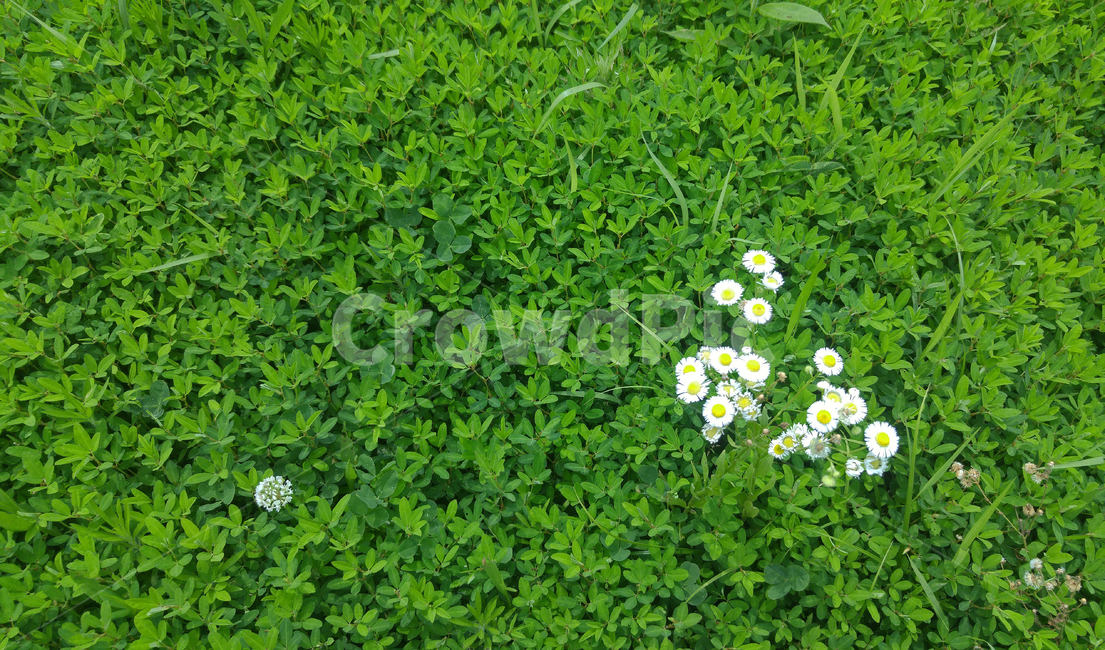 식물,야생화,꽃,들풀,패턴,pattern,flowers,background,배경,백그라운드,바탕,그린,그리너리,green,초록색,녹색,plant,식물,자연,plants,nature,꽃,flower