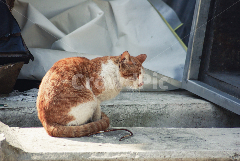 고양이,길고양이,치즈태비,고양이상처,길냥이,안쓰러운,야옹이,street,cat,kitty,animal