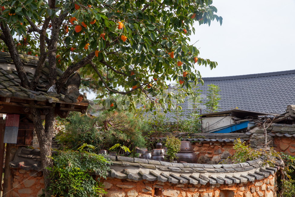 countryside scenery,fruit,tourism,Orange,out of focus,building,fall fruit,healing,sight,Stylish,Hongsi,roof,nature,caliber,countryside,autumn scenery,oriental,tree,food,afternoon,stylish,blue,background,persimmon,persimmon tree,autumn,main door