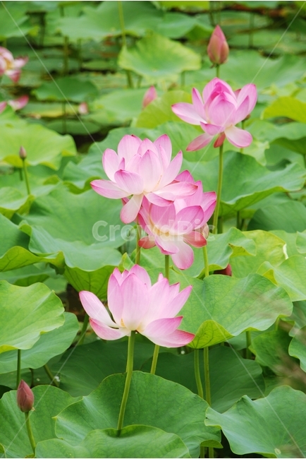 꽃,연꽃,연밭,연잎,분홍꽃,여름,홍련,식물,자연,plants,nature,꽃,flower
