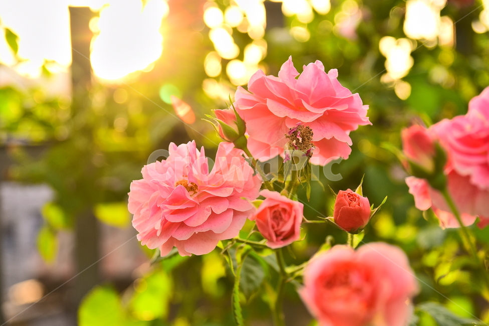 장미,장미꽃,계절,햇살,오후,시즌,꽃,구름,5월,6월,season,rose,flowers,배경,바탕,백그라운드,역광,해질무렵,빨강색