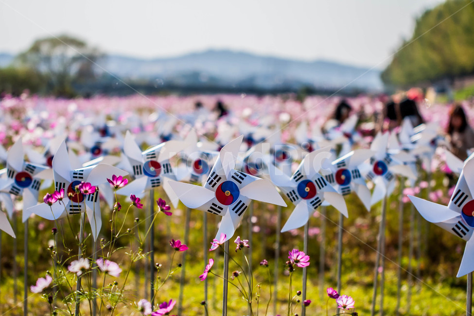 Field,field,vane,Korean Flag,autumn,Cosmos