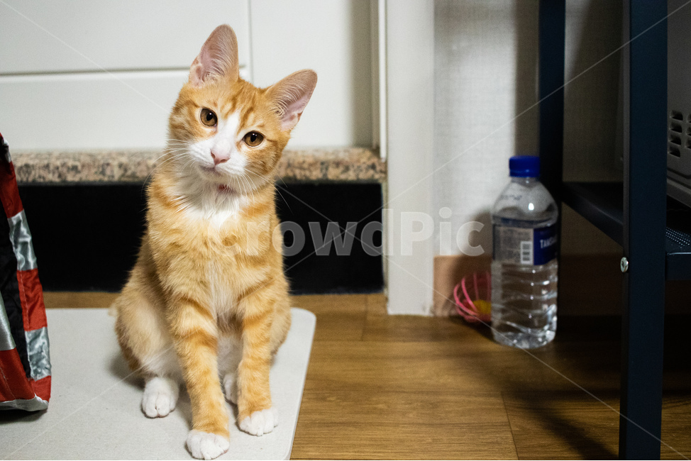 고양이,아깽이,아기고양이,치즈태비,코숏,코리안숏헤어,동물,animal,포유류,mammal,고양이,cat,kitten,kitty