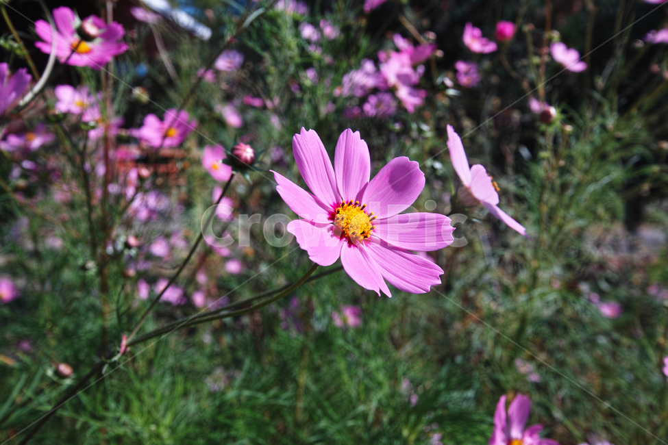코스모스,꽃,식물,가을,plant,식물,자연,plants,nature,꽃,flower