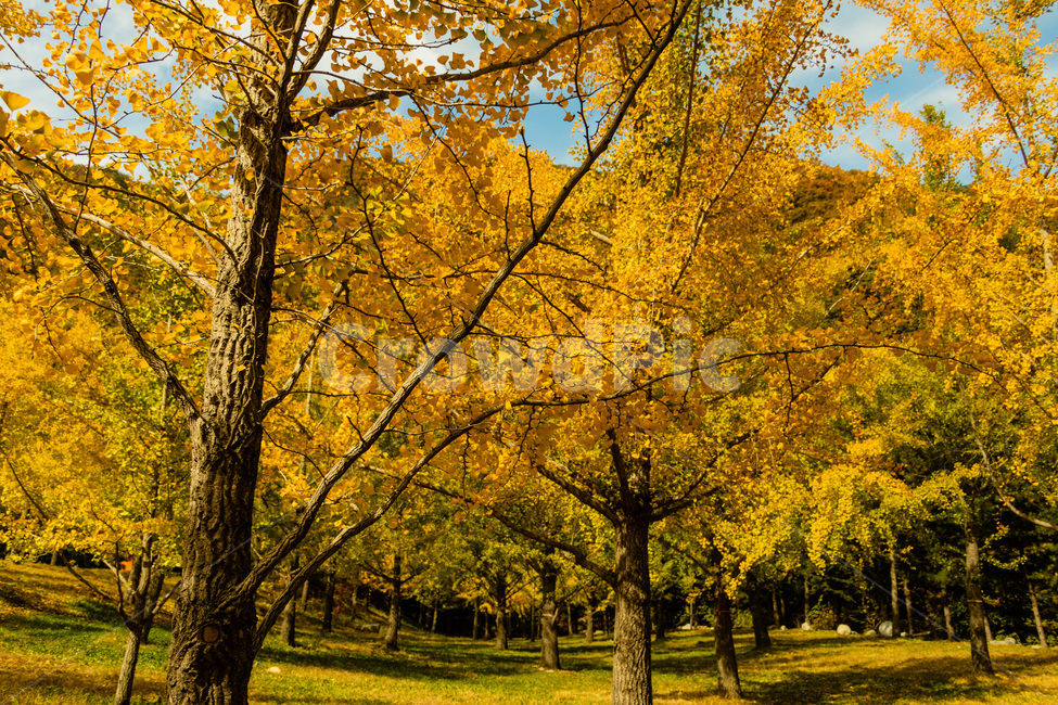 홍천은행나무숲,은행나무숲,은행나무,가을,노란은행나무,가을,계절,fall,autumn,season,tree,나무,plant,식물,leaf,잎,maple,단풍