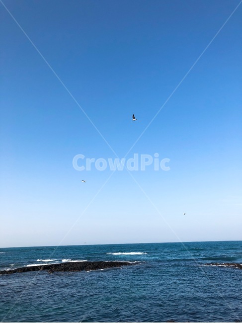 제주도,갈매기,풍경,바다,바닷가