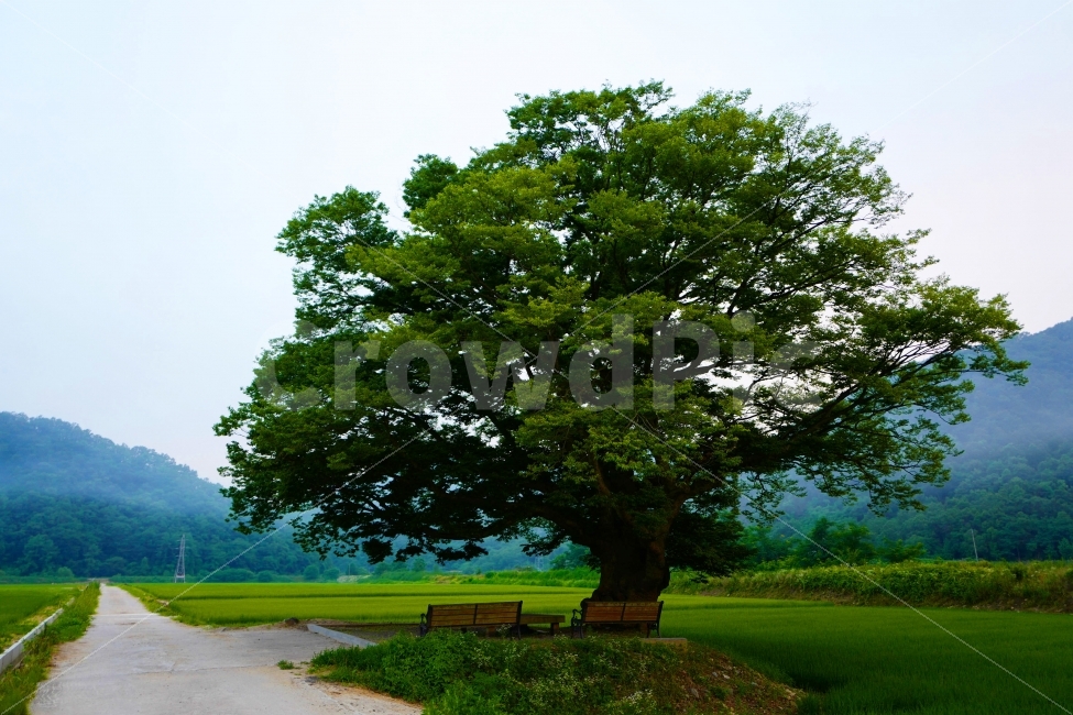 느티나무,길,나무,의자,시골풍경,자연,풍경,nature,landscape,한국자연풍경,한국자연경관,korea nature landscape,시골,마을,country,rural,town,식물,plants,나무,trees,wood,tree,plant,tree trunk,나무 줄기