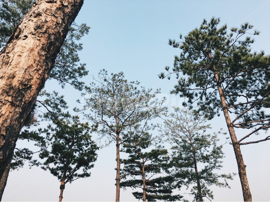 자연,식물,풍경,nature,sun,landscape,하늘,나무,sky,tree,식물,자연,plants,nature,나무,trees,wood