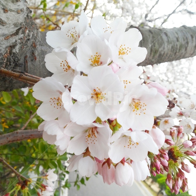 벚꽃,봄,cerryblossom,spring,꽃,자연,소풍,pink,식물,자연,plants,nature,꽃,flower