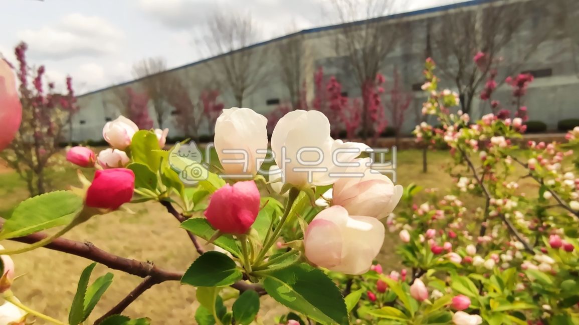 꽃사과,꽃사과나무,사과꽃,malusprunifolia,벚잎꽃사과,돌사과,plant,식물,blossom,flower,꽃,petal,꽃잎