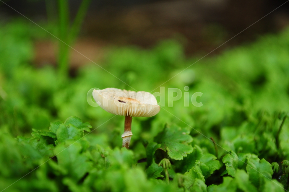 버섯,이끼,식물,자연,초록,식물,자연,plants,nature,버섯,mushroom