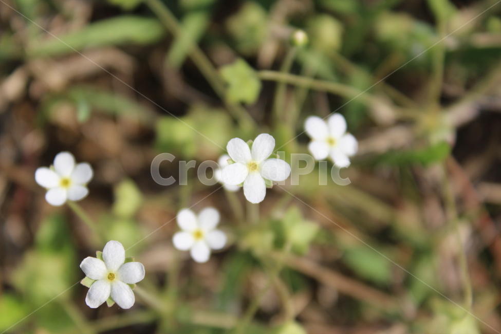 야생화,들꽃,들에핀꽃,야생에핀꽃,작은꽃,근접촬영,식물,자연,plants,nature,꽃,flower
