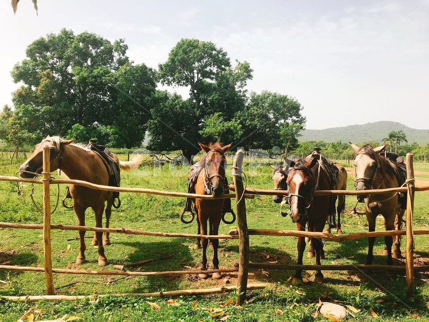 초원,말,나무,잔디,쿠바,horse,tree,cuba,동물,animal,포유류,mammal,산업,industry,industrial,목축업,목장,livestock farming,ranching,pasture