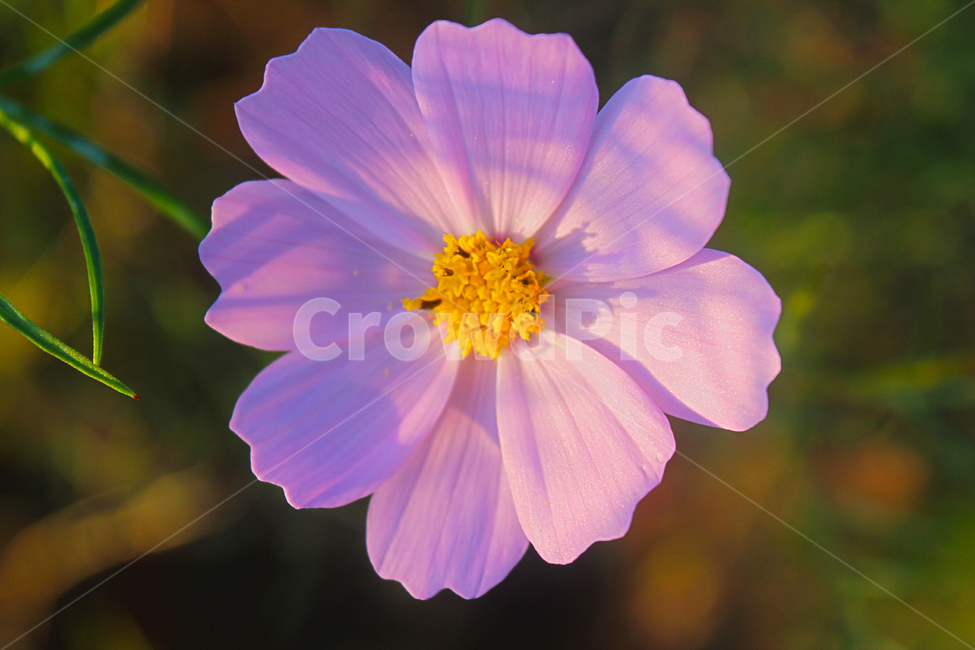 코스모스,가을,꽃,flower,cosmos,자연,가을꽃,노을빛,야생화,휴식,힐링,fall,autumn,nature,가을,계절,fall,autumn,season,식물,자연,plants,nature,꽃,flower,plant,geranium,제라늄,blossom