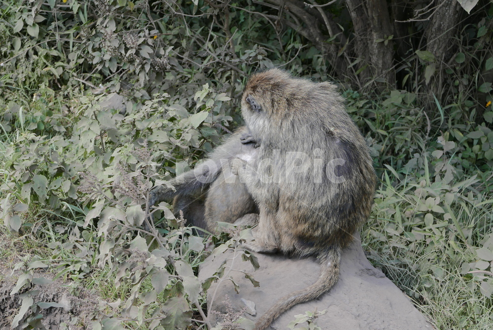 mammal,포유류,animal,동물,원숭이,monkey,야생동물,wildlife,동물,animal,포유류,mammal