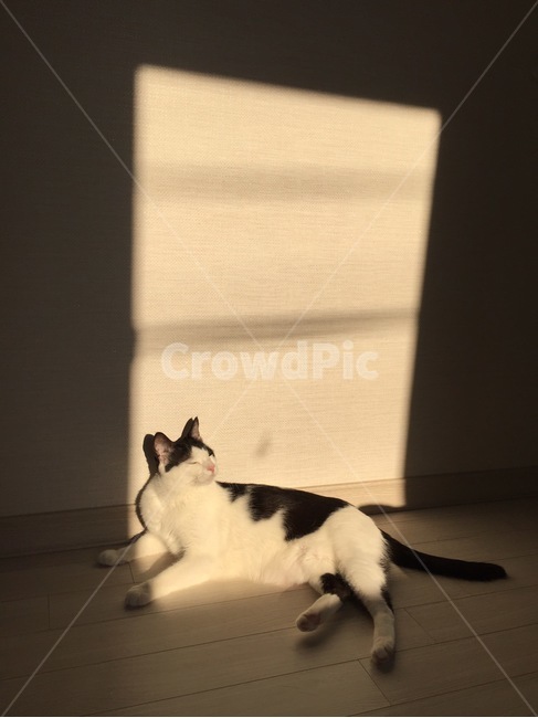 코숏,검정고양이,젖소고양이,반려묘,고양이,코리아숏헤어,눈감은고양이,햇빛,햇살,집냥이,창문냥이