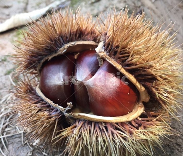 chestnut,밤,알밤,가을,갈색,식물,food,음식,가을,계절,fall,autumn,season,plant,vegetable,야채