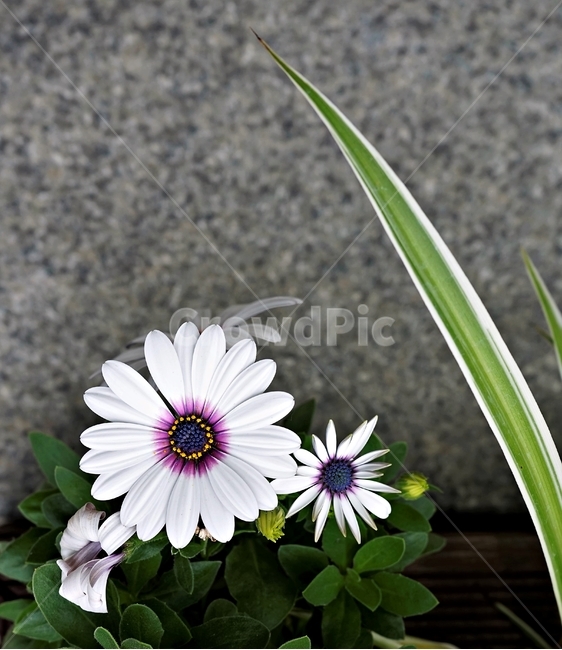 오스테오스펄멈,꽃,봄,자연,식물,아프리카원산,아프리칸데이지,flower,plant,floral,garden,Osteospermum,디모르포테카,데모루,오스테오스퍼멈,꽃잎,보라색,암술,수술