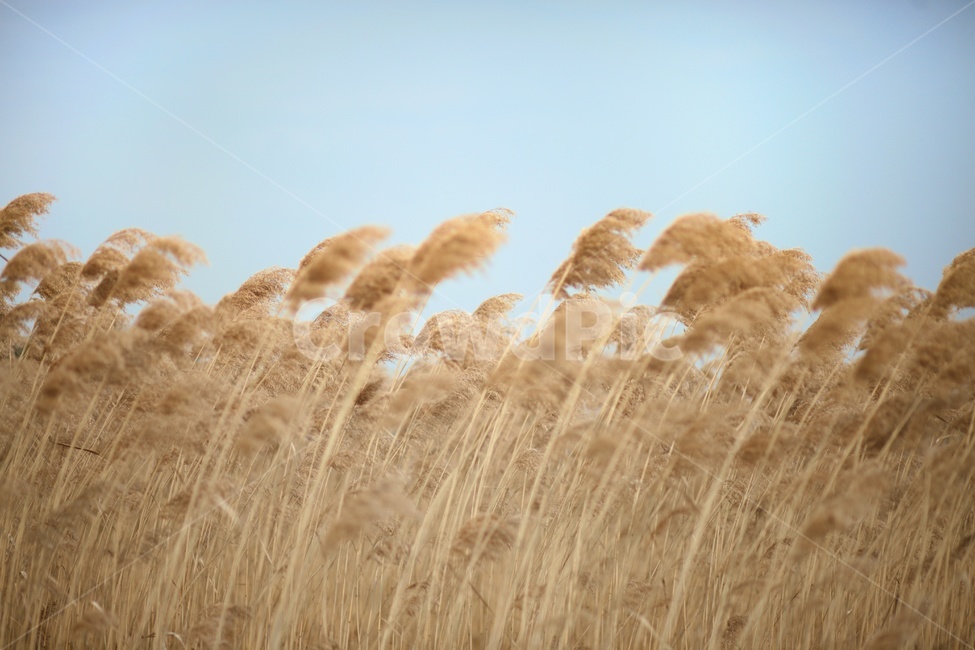 plant,갈대,수크령,바람,바람소리,가을,계절,fall,autumn,season