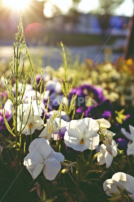 햇빛,플레어,풀,sunlight,꽃,flower,보라색꽃,하얀꽃,purple,white,식물,자연,plants,nature,휴식,힐링,rest,relaxation,healing