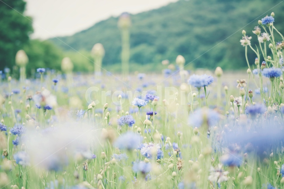 수레국화,꽃,flower,봄,spring,감성,봄,계절,spring,season,식물,자연,plants,nature,꽃,flower,감성,sensible,feeling,grassland,목초지,field,들,outdoors,옥외,plant