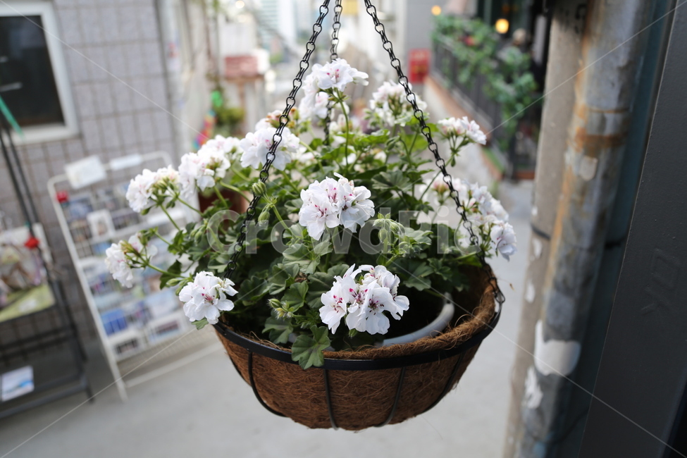 꽃,화분,고전풍경,flower,골목