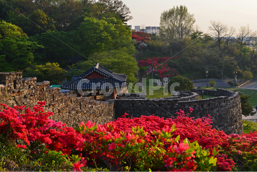 전북,고창,고창읍성,모양성,모양성봄,철뚝,철쭉꽃,봄,계절,outdoors,scenery,풍경,nature,자연