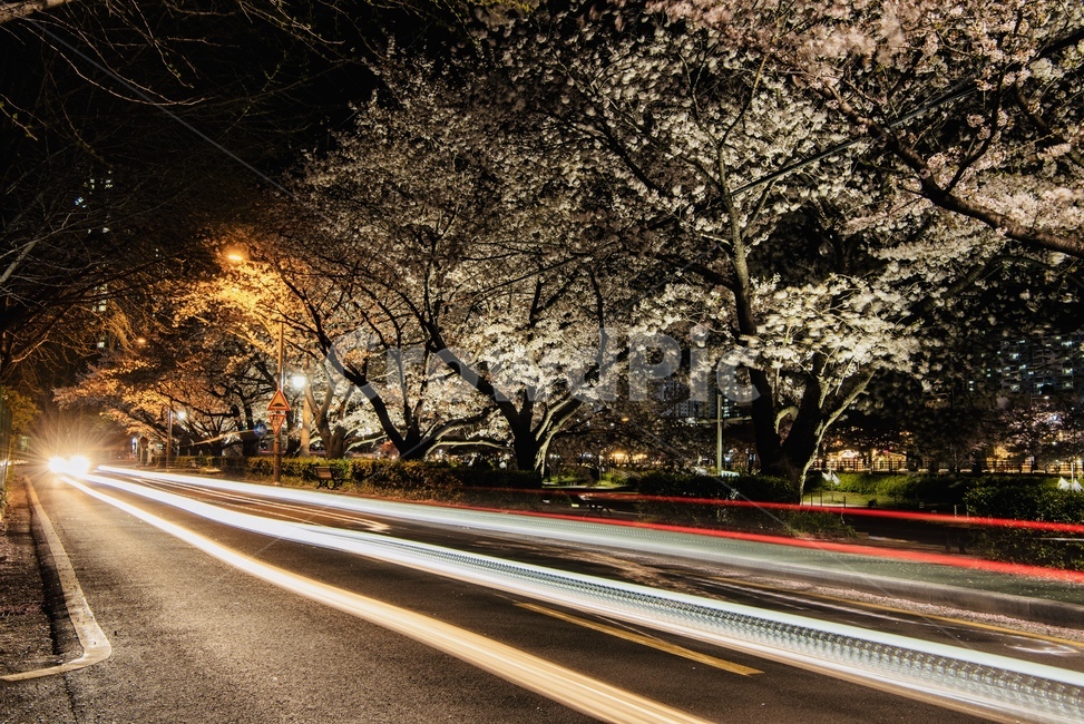 장노출,벚꽃,자동차궤적,벚나무,온천천,봄,계절,spring,season,자연,풍경,nature,landscape,야경,밤,nightscape,night,asphalt,아스팔트,road,도로,freeway,고속 도로,highway,고속도로