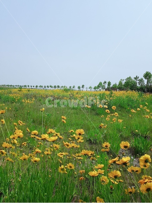 노란꽃,민들레,자연,grassland,nature,plant