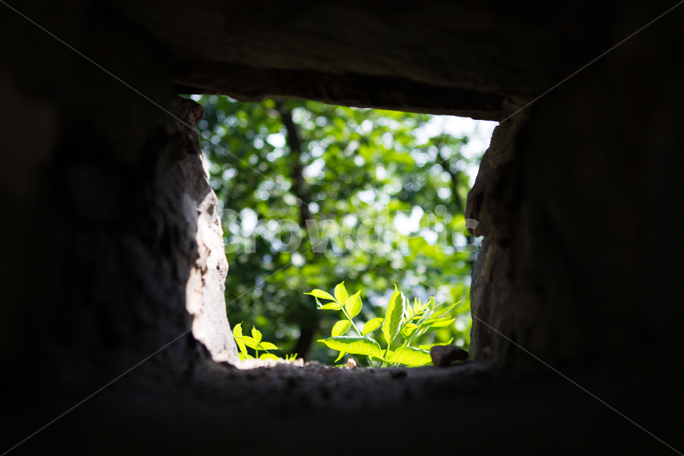 남산,성곽,식물,nature,산,녹색,서울,도성,식물,자연,plants,nature