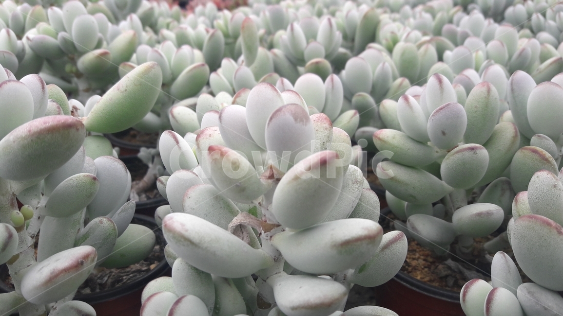 식물,다육이,다육이들,plant,통통한다육이