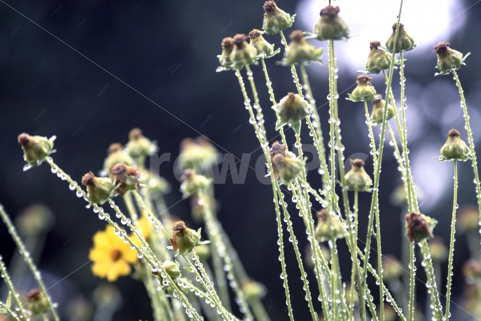 꽃,비,빗방울,자연,풍경,식물,자연,plants,nature,비,비오는날,rain,rainy,꽃,flower