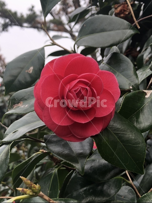 꽃,동백꽃,화초,동백,이쁨,식물,자연,plants,nature,꽃,flower