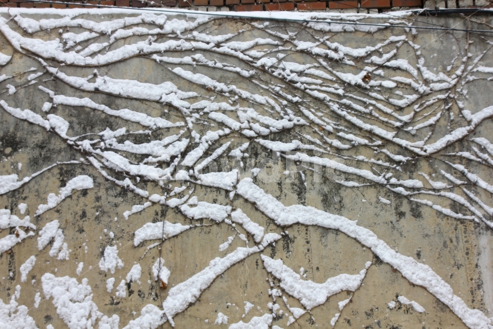 눈,겨울,성균관대학교,담,담쟁이,나무,일상,감성,snow,winter,daily,wood,겨울,계절,winter,season